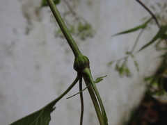 Neolasioptera eupatorii