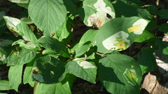 Leucanthiza dircella