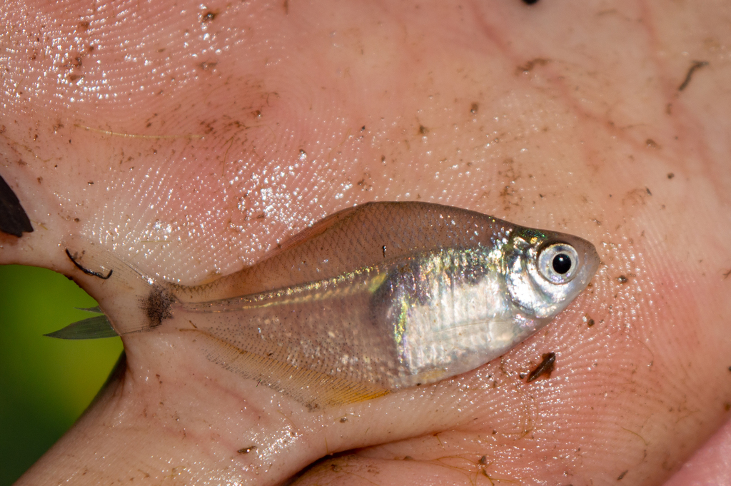 Kennedy's tetra (Psellogrammus kennedyi) — Characidae
