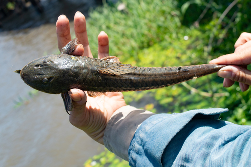 Flathead whiptail catfish (Loricariichthys platymetopon) — Loricariidae — 2