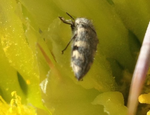 iNaturalist observation photo of Acmaeodera vernalis
