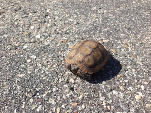 iNaturalist observation photo of Mojave Desert Tortoise