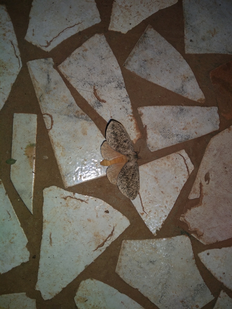 Scolesa hypoxantha