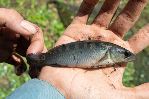 Pike cichlid (Crenicichla lepidota) — Cichlidae — 3