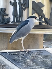 Nycticorax nycticorax