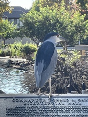 Nycticorax nycticorax
