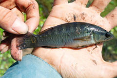 Crenicichla lepidota