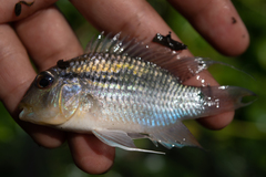 Banded Acara photo 2