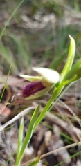 Calochilus paludosus