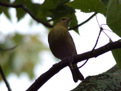 Setophaga castanea