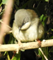 Apalis thoracica
