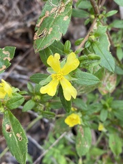Hibbertia commutata