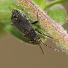Stygnocoris rusticus