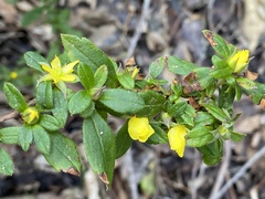 Hibbertia commutata