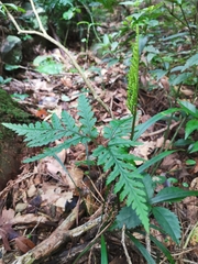 Sceptridium formosanum