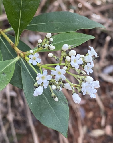 Logania vaginalis