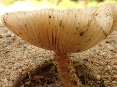 Amanita murrilliana