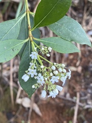 Logania vaginalis