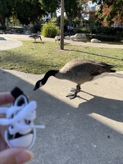 Branta canadensis