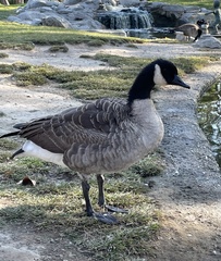 Branta canadensis