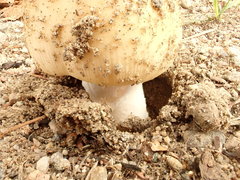 Amanita murrilliana