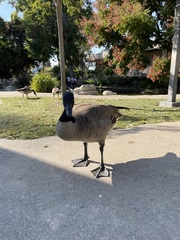 Branta canadensis
