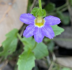 Scaevola microphylla