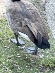 Branta canadensis