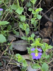 Scaevola microphylla