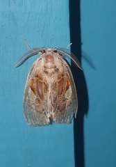 Arrhenophanes perspicilla