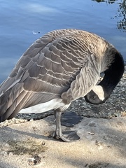Branta canadensis
