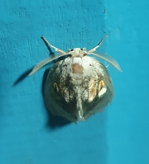 Arrhenophanes perspicilla