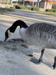 Branta canadensis