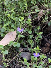 Scaevola microphylla
