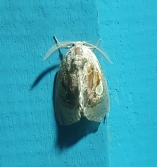 Arrhenophanes perspicilla