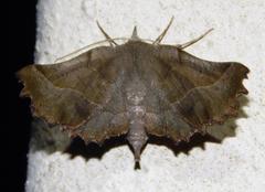 Drepanogynis determinata