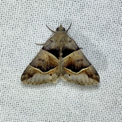 Grammodes diagarmma
