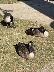 Branta canadensis