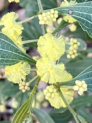 Acacia urophylla