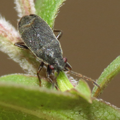 Stygnocoris rusticus