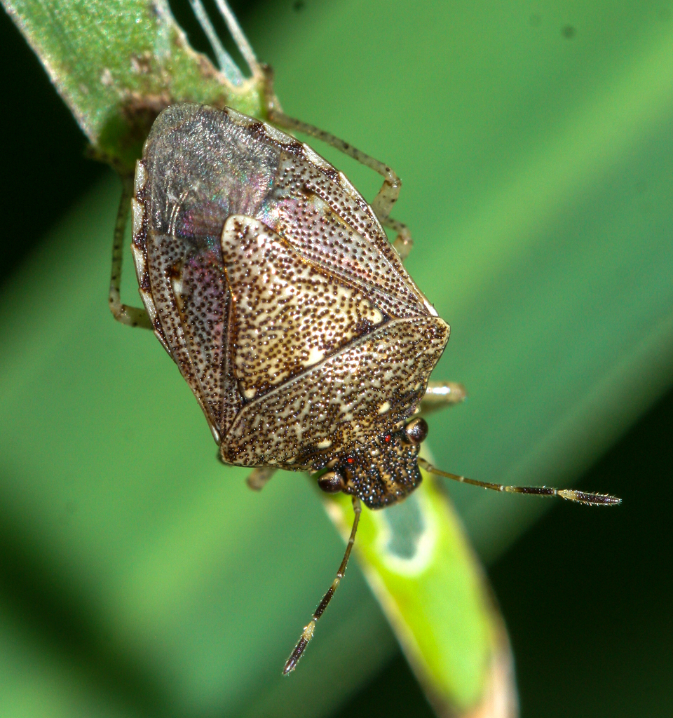 Shady Grass Stink Bug