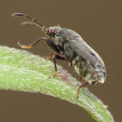 Stygnocoris rusticus