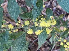 Acacia urophylla
