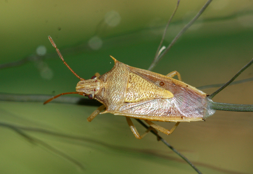 Rice Stink Bug photo 6