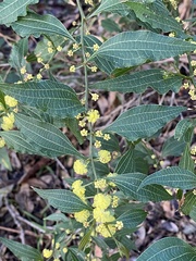 Acacia urophylla