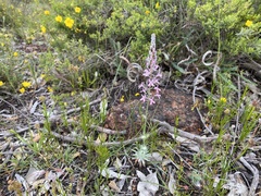 Stylidium brunonianum