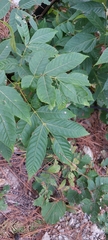 Ungnadia speciosa