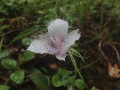 Calochortus tolmiei