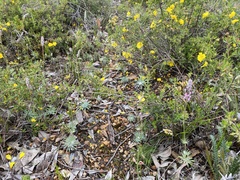 Stylidium brunonianum