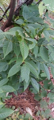 Ungnadia speciosa